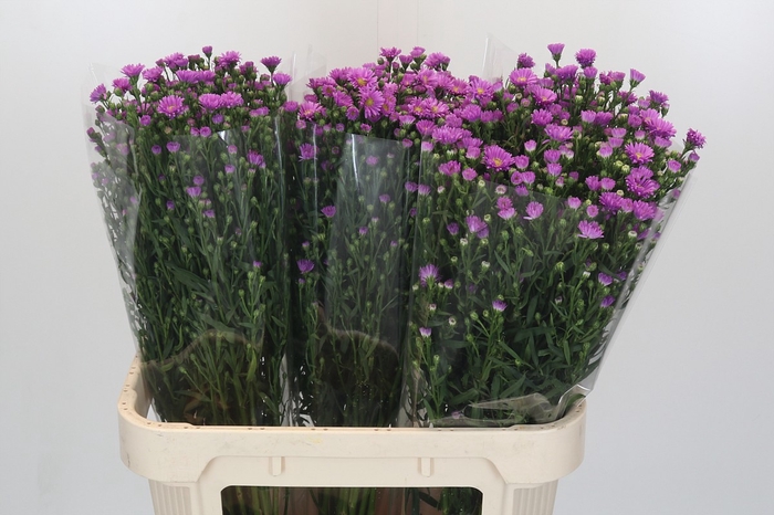 <h4>Aster Casarosa</h4>