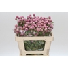 Gomphrena Globosa Pink