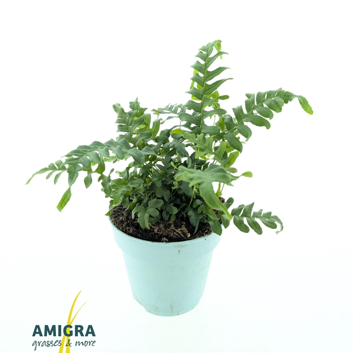 <h4>Polypodium vulgare</h4>