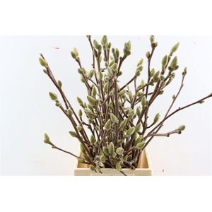 Magnolia Pink White Bloeiend P Stem