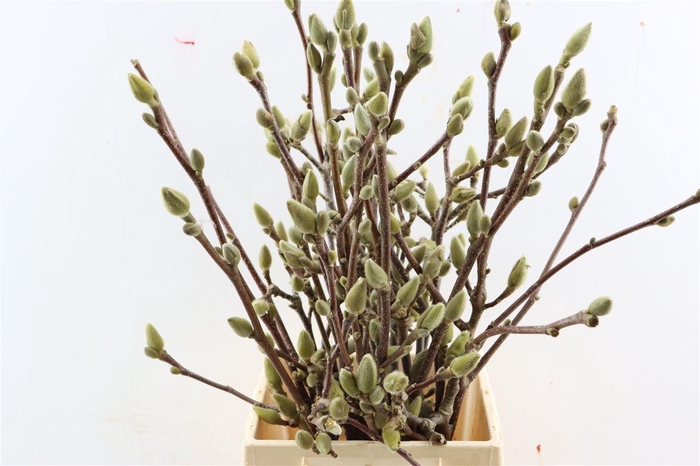 <h4>Magnolia Pink White Bloeiend P Stem</h4>