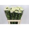 Chrysanthemum Gp Rossano Charlotte
