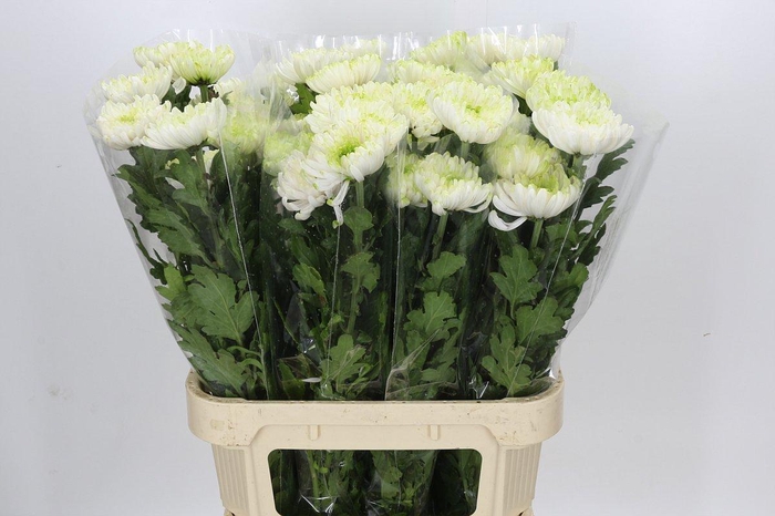 Chrysanthemum Gp Rossano Charlotte