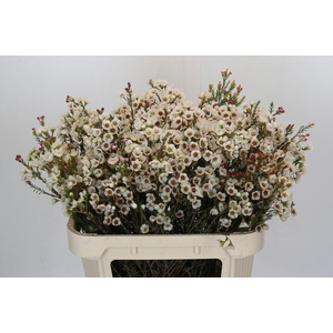 Chamelaucium Moonlight Delight