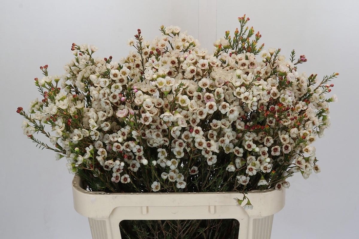 Chamelaucium Moonlight Delight