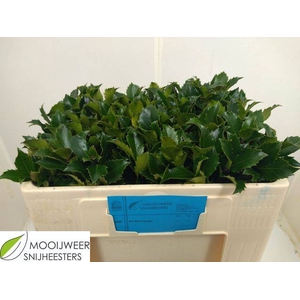 ILEX BL M BLU FANTAS