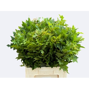 Quercus Palustris Nouws
