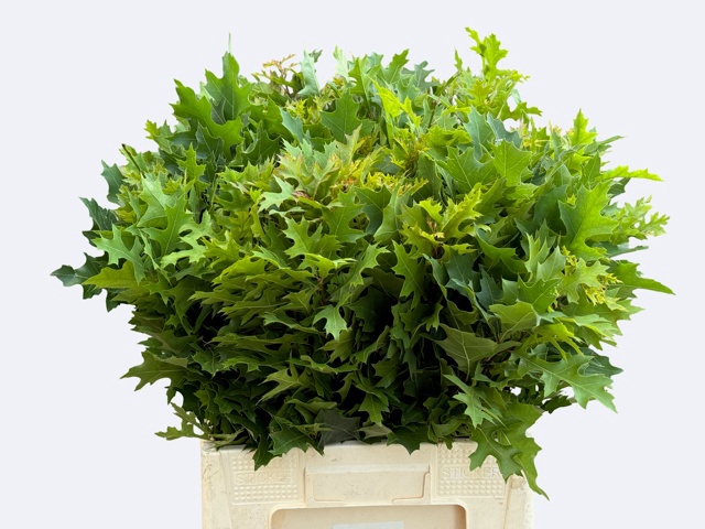 <h4>QUERC PALUSTRIS</h4>