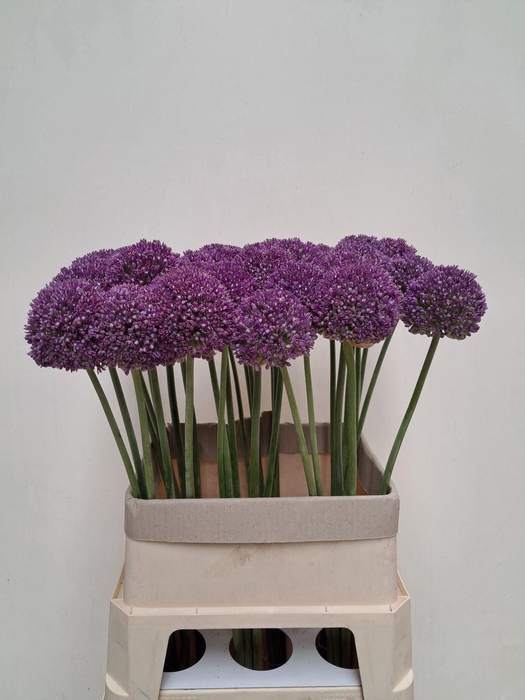 <h4>ALLIUM AMBASSADOR</h4>