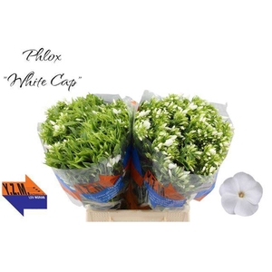 PHLOX P WHITECAP