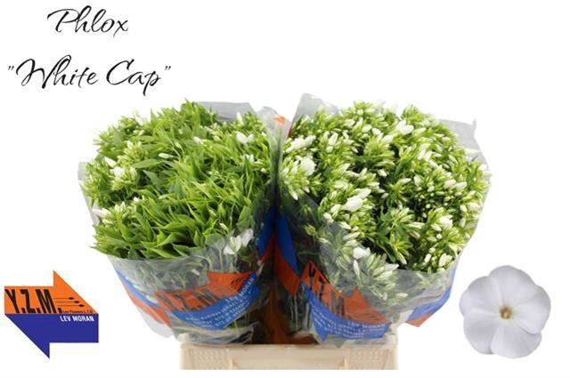 <h4>PHLOX P WHITECAP</h4>
