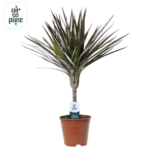 Dracaena Magenta p14 (Air So Pure)