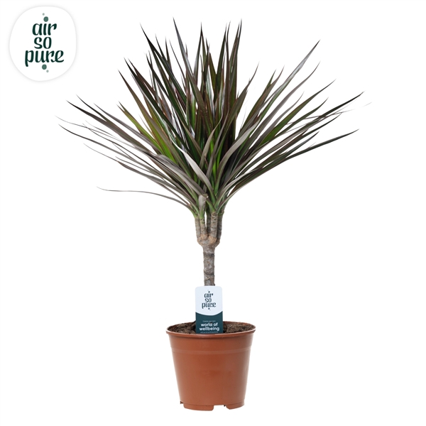 <h4>Dracaena Magenta p14 (Air So Pure)</h4>