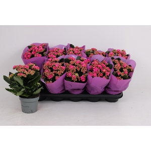 KAL GE PERFECTA PURP