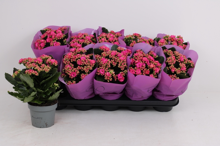 <h4>KAL GE PERFECTA PURP</h4>