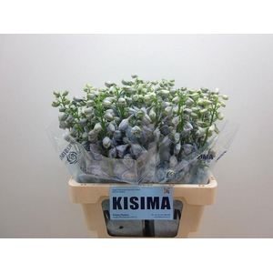 Delph Guardian Lavender Kisima
