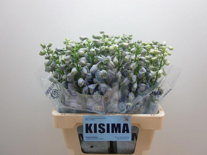 <h4>Delph Guardian Lavender Kisima</h4>