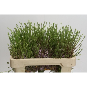 Allium Schubertii