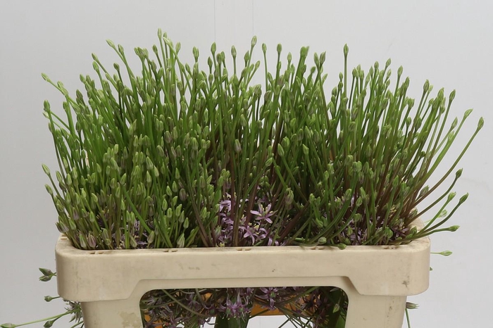 Allium Schubertii