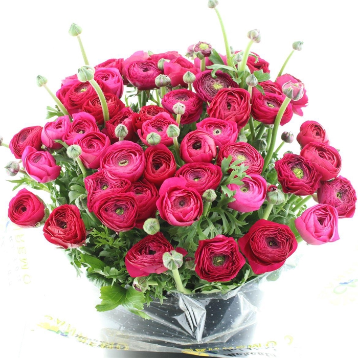 Ran Su Sr Passion Red Super