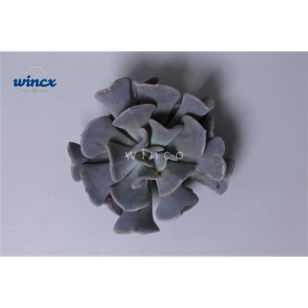 <h4>Echeveria Cubic Frost Cutflower</h4>