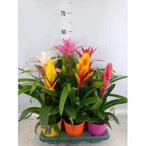 Bromelia   ...mix