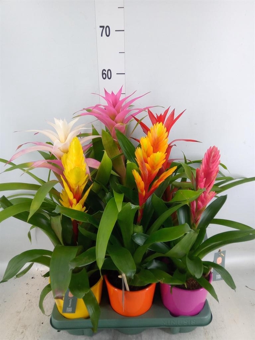 <h4>Bromelia ...mix</h4>