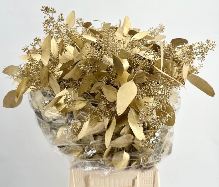 <h4>Euca Populus Grain Painted $Luxury Gold H%*</h4>