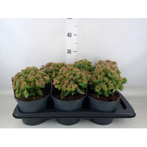 Sedum telep.