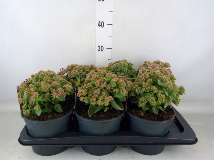 <h4>Sedum telep.</h4>