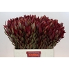 Leucadendron Jester
