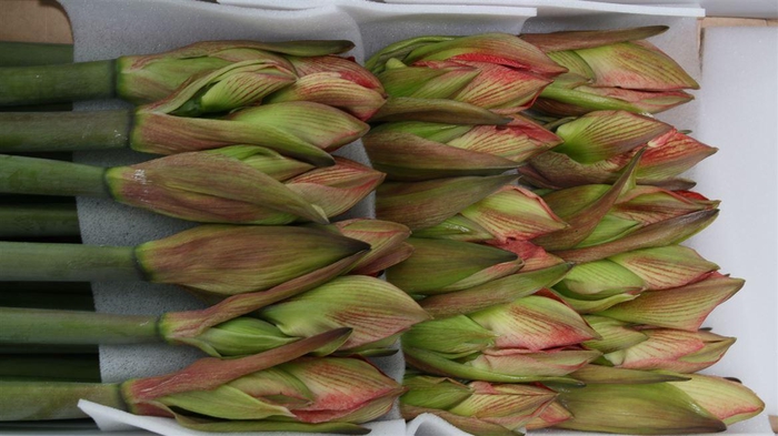 <h4>Hipp Minerva X15</h4>