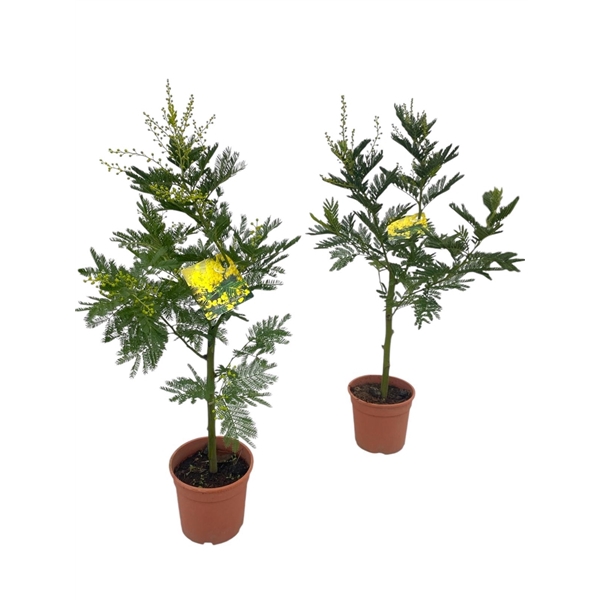 <h4>Mimosa (Acacia Dealbata) - op Stam</h4>