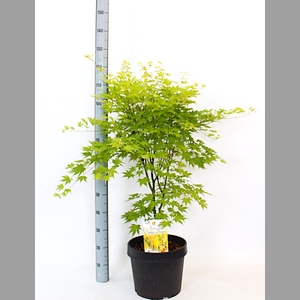 ACER PA ORANGE DREAM
