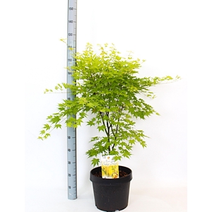 ACER PA ORANGE DREAM