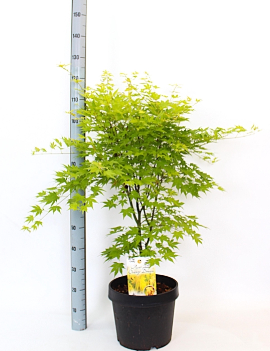 <h4>ACER PA ORANGE DREAM</h4>