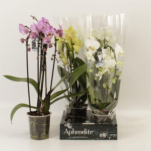 PHAL EL CASCADE