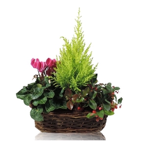 Collectie Hanoi Arrangement in Mand 30 cm