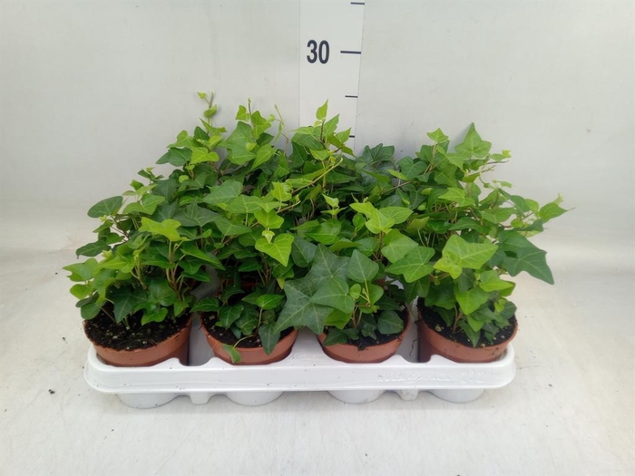 <h4>Hedera helix 'Anna'</h4>