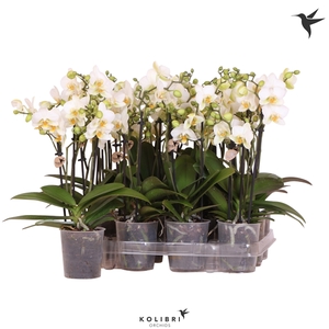 Kolibri Orchids Phalaenopsis white 3 spike no etiket