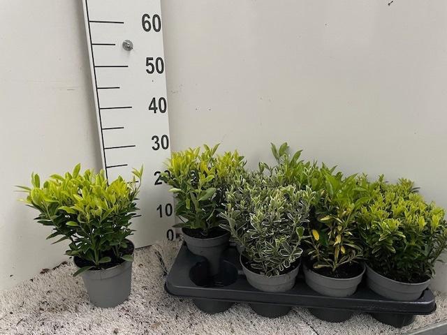 <h4>EUONYMUS JAP GEM</h4>