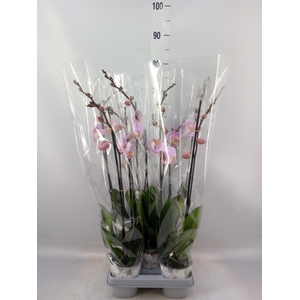 Phalaenopsis  'Ant Salinas'
