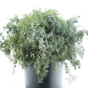 Juniperus Ch Ginepro