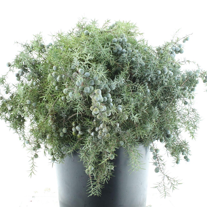 <h4>Juniperus Ch Ginepro</h4>