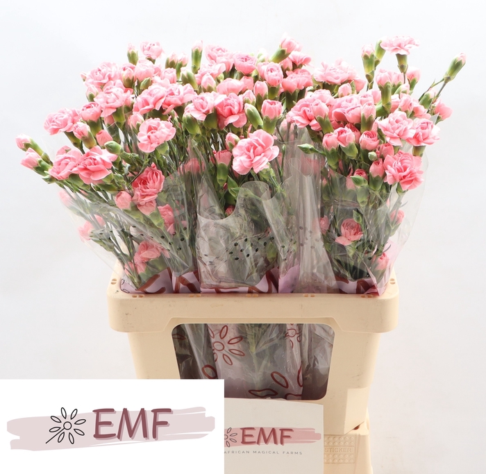 <h4>Di Tr Bubble Gum</h4>