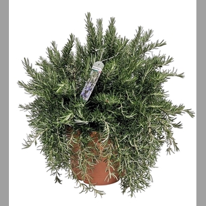 ROSMARIN OF PROSTRAT