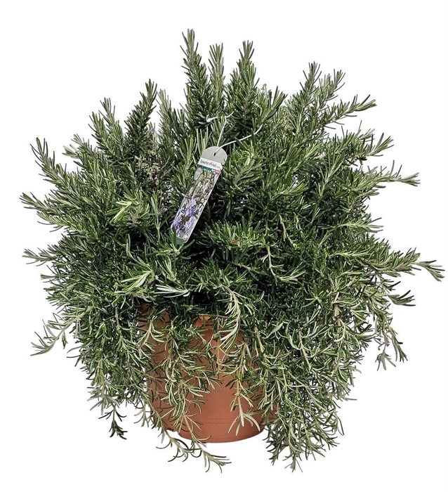 <h4>ROSMARIN OF PROSTRAT</h4>