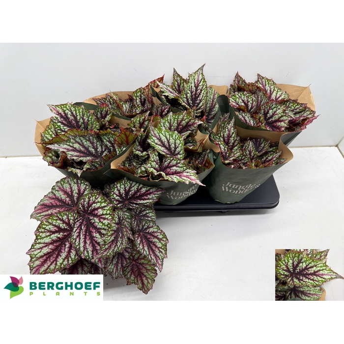 <h4>BEG RAINBOW FALLS</h4>