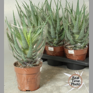 ALOE ARBORESCENS