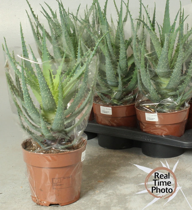 <h4>ALOE ARBORESCENS</h4>